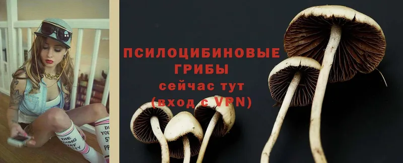 где купить наркоту  Кунгур  Галлюциногенные грибы Psilocybe 